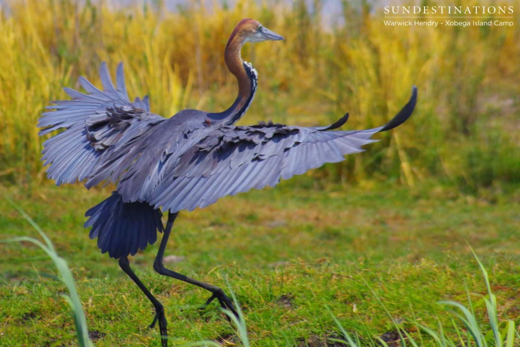 Goliath Heron coming in to land