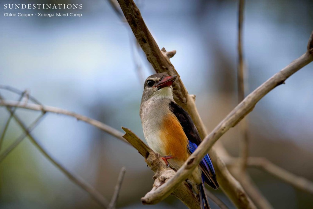 Grey-headed Kingfisher peering from the brush