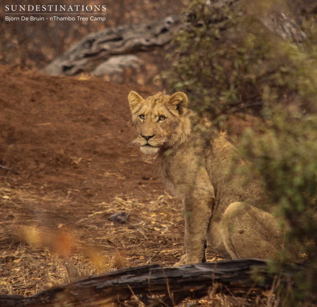 One of the young males growing into a handsome lion