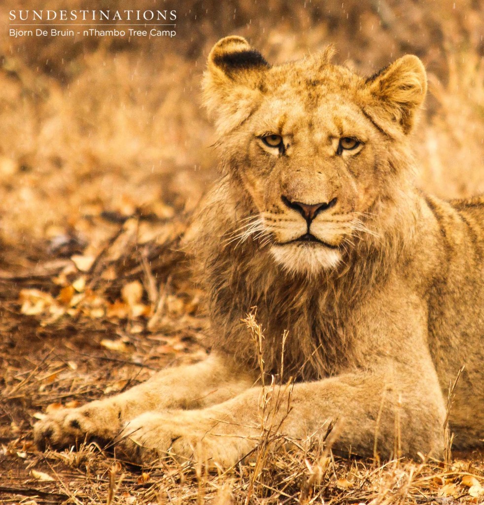 One of the three maturing male cubs of the Hercules Pride