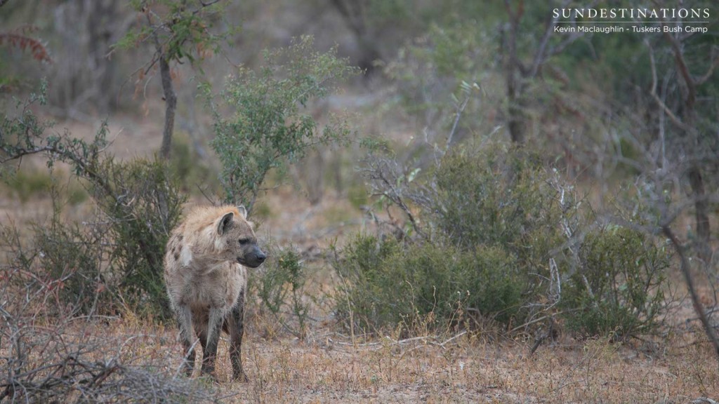 A spotted hyena determines how close it can get to the lion's kill...