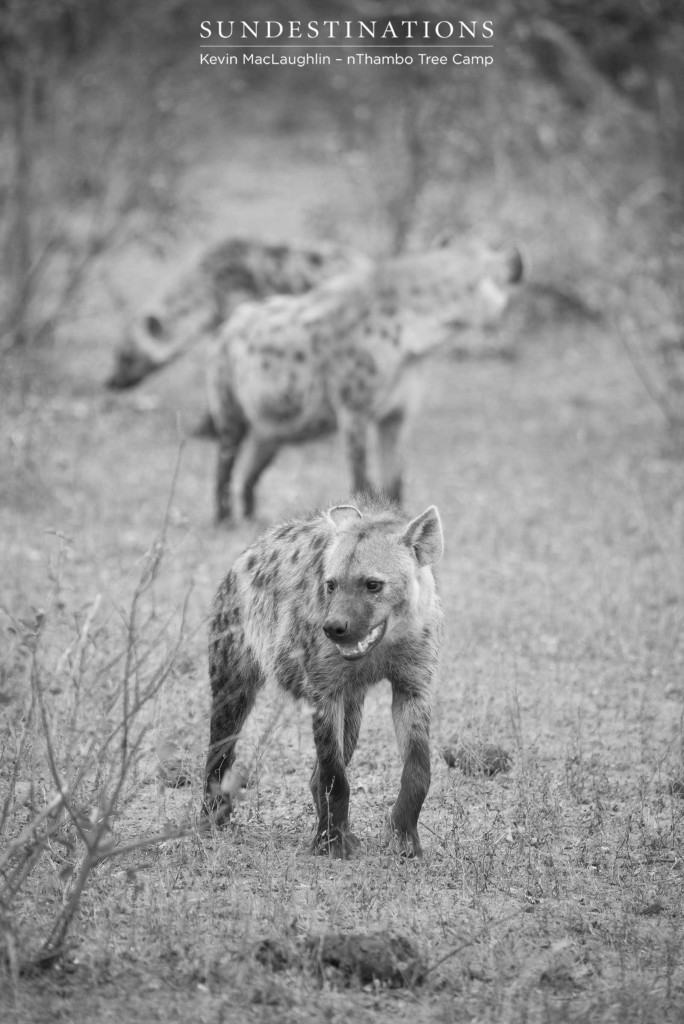 A clan of hyena arrive on the scene of a leopard kill and sniff the ground for scraps dropped from the occupied tree above