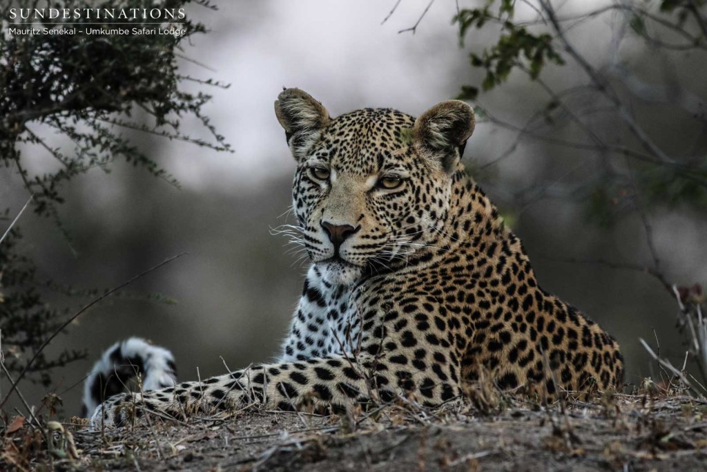 White Dam's male cub has grown up in the spotlight alongside his mother, and has now perfected the look of nonchalance 