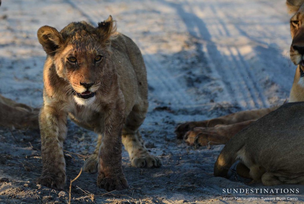 A lion cub manages to rise from its food-induced- slumber to reposition before flopping down again for some shut-eye