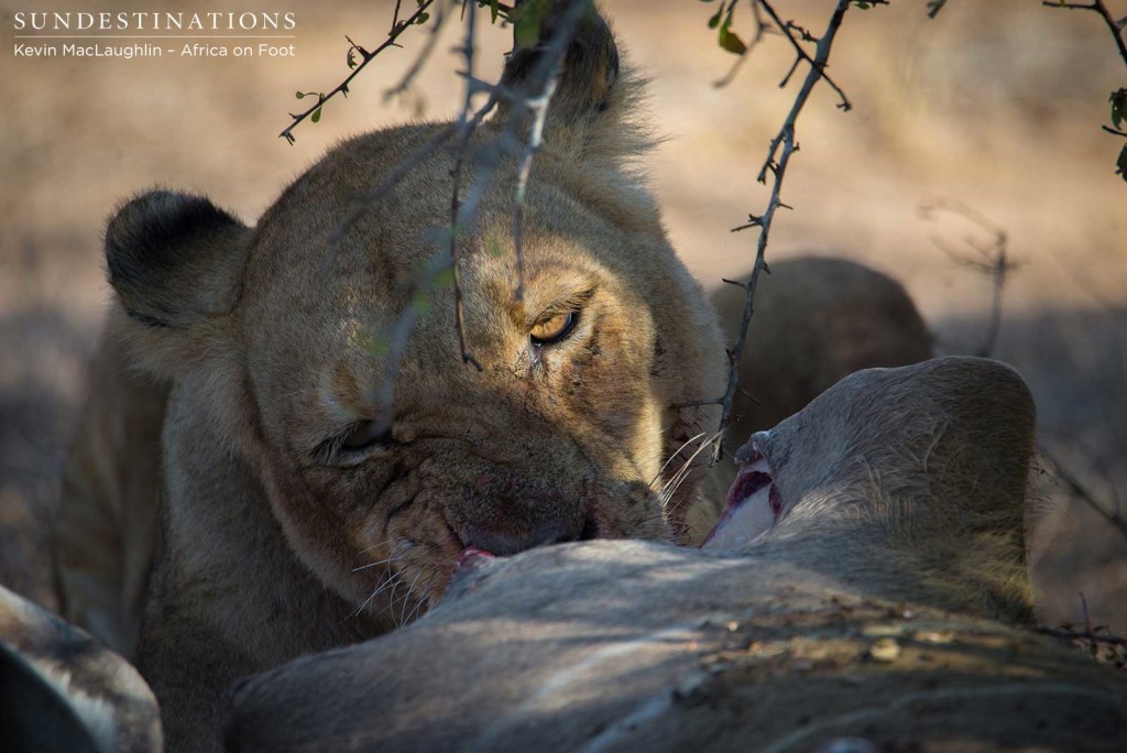 A Breakaway lioness feeds hungrily as she knows the Mapoza males are closing in on her kill