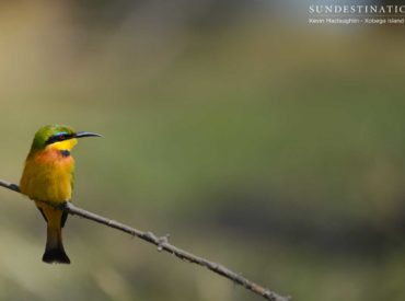 Botswana has developed an international reputation as one of the world’s finest birding destinations over the years, and for very good reason. The Okavango Delta is a big part of this, with over four hundred of Botswana’s nearly six hundred species occurring here. This is a bird-watching paradise for beginners, enthusiasts and experts alike. During […]