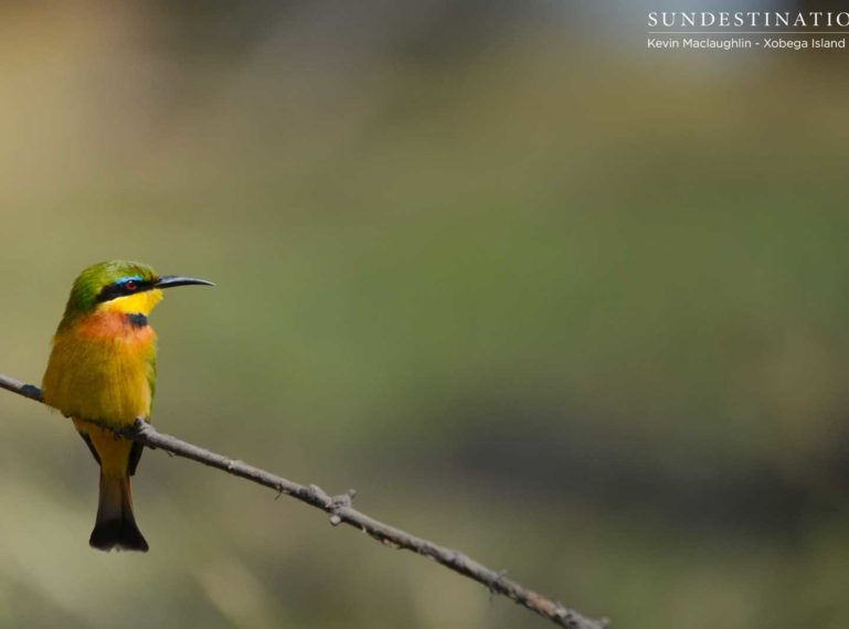 Xobega Island Camp – Bird-watching Heaven