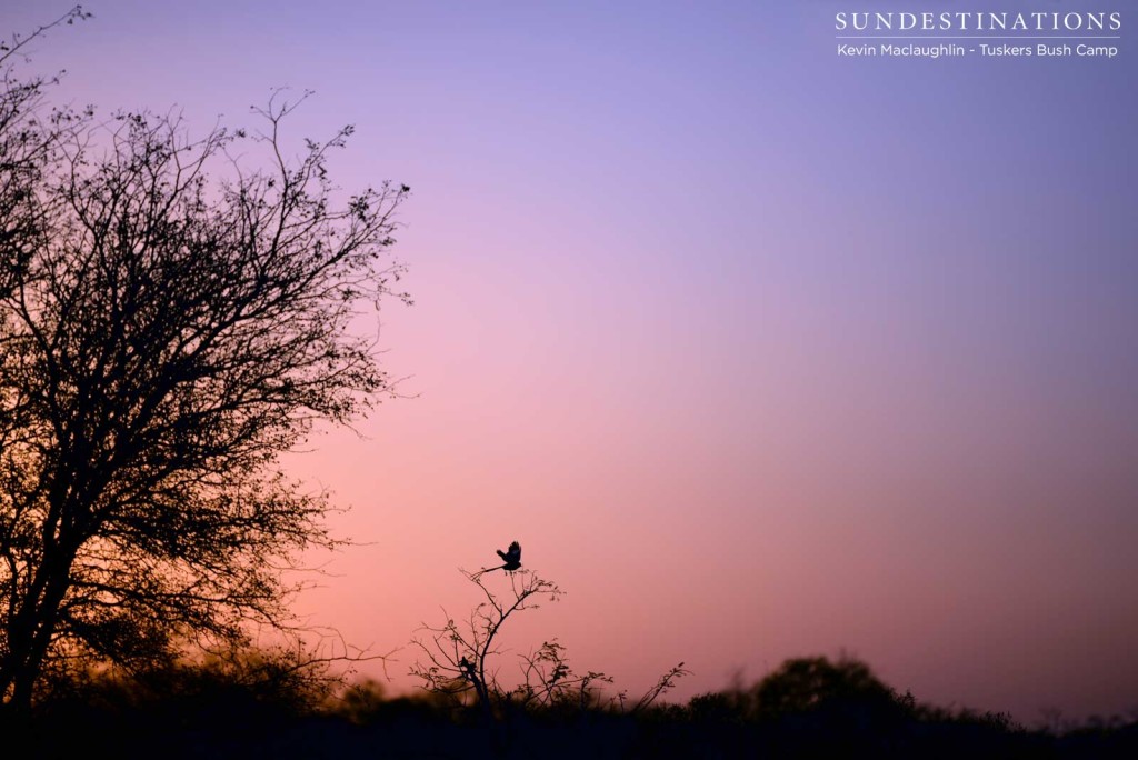 A magpie shrike takes off from its perch in a twirl of tail feathers at the most beautiful time of the evening