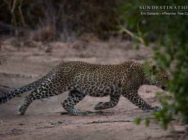 A rustling was heard in the shrubbery and a flash of mottled tawny seemed to dart between the bushes. The game viewer stopped and its occupants listened acutely. Lo and behold, an elegant leopardess was spotted together with her cubs. The bush was thick and green, but the unmistakeable dark rosettes on her coat “shone bright light […]