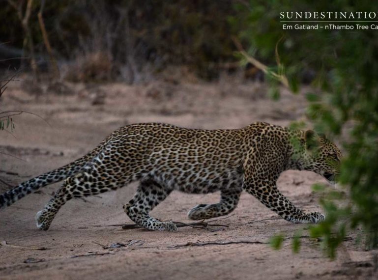 nThambo’s Camera Trap Secrets: Leopard with Cubs