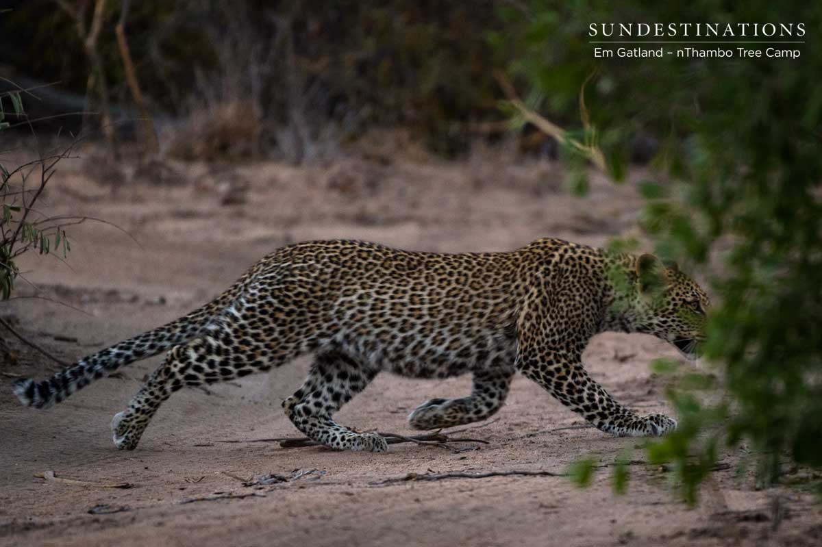 Young Leopard Cub