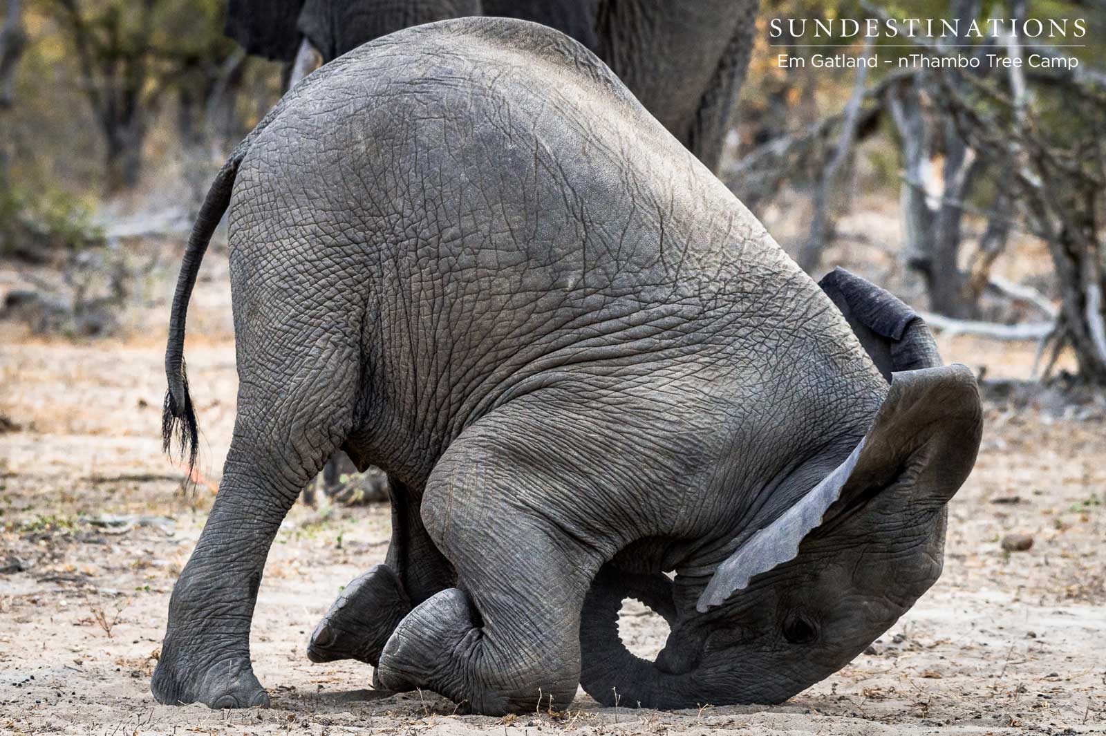 Elephant Burying Head