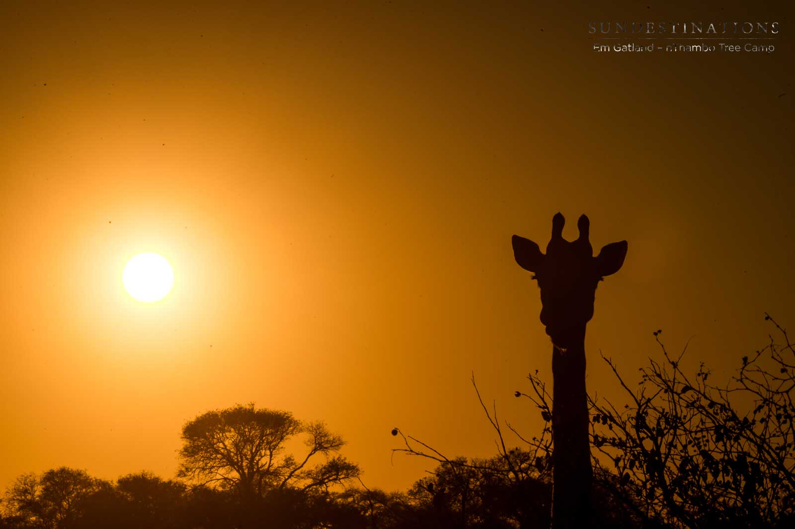 Giraffe in Sunset