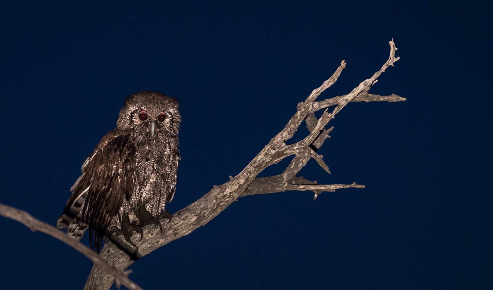 Giant Eagle Owl