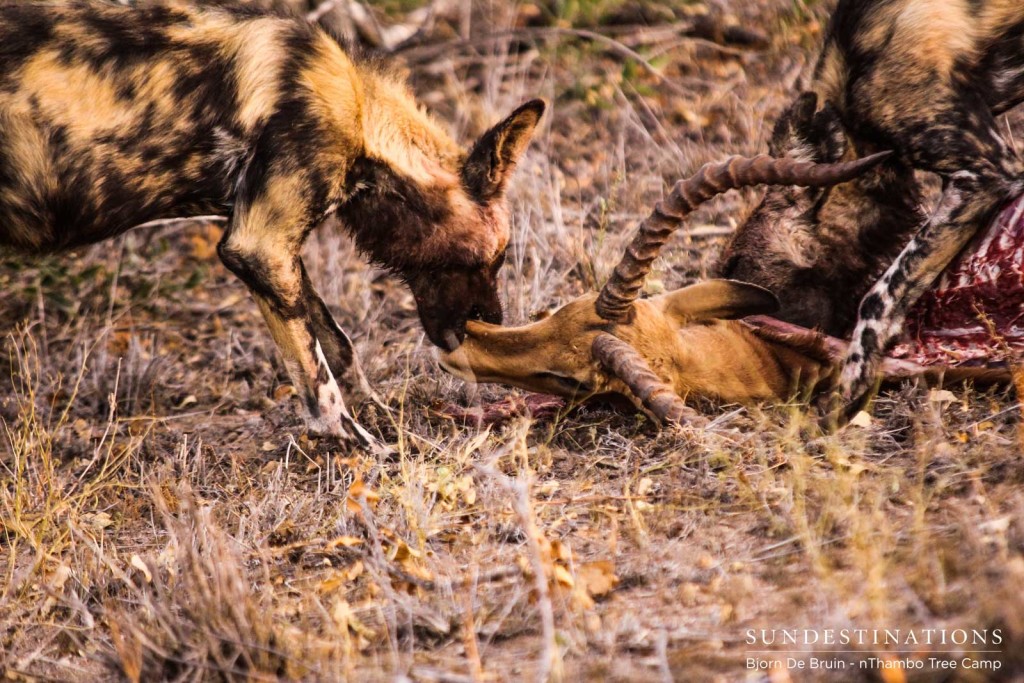 Wild dogs feasting on an impala kill