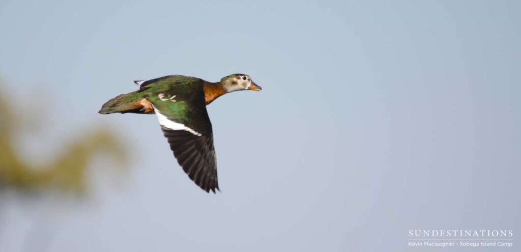 A pygmy goose lifts off from the water and soars through the air