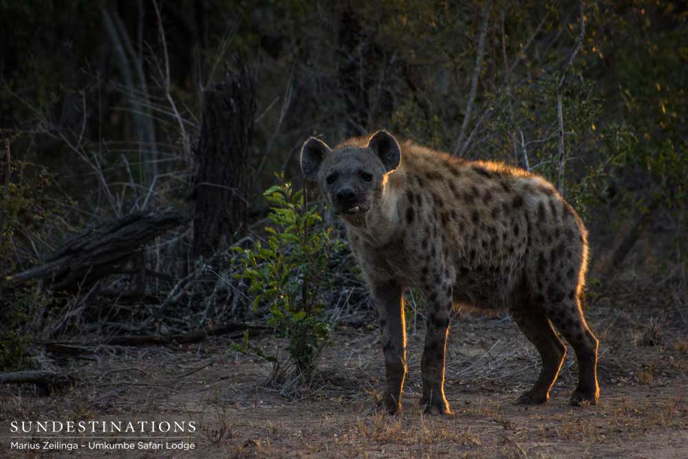 The famous Toothfairy - female hyena adept at stealing leopard kills and finding herself tasty morsels in the Sabi Sand