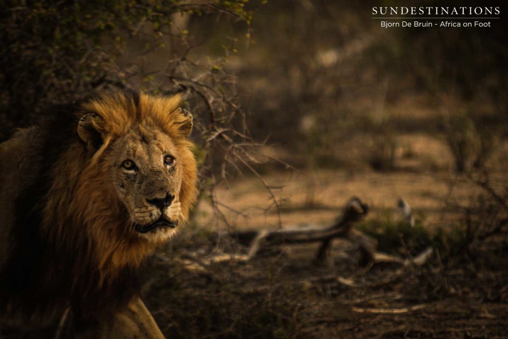 A Trilogy male spotted stalking buffalo and flashes a look of hunger in its eyes