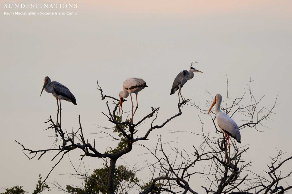 The residents of one of Xobega's heronries