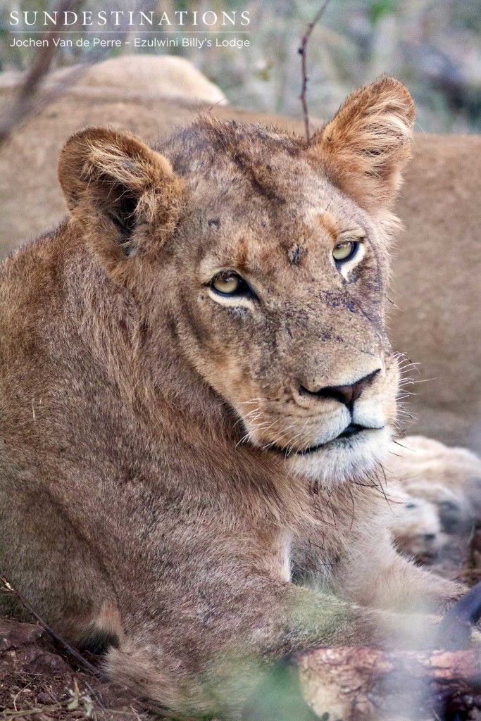 One of Balule's young male lions wears the evidence of a recent feast all over his face and developing mane