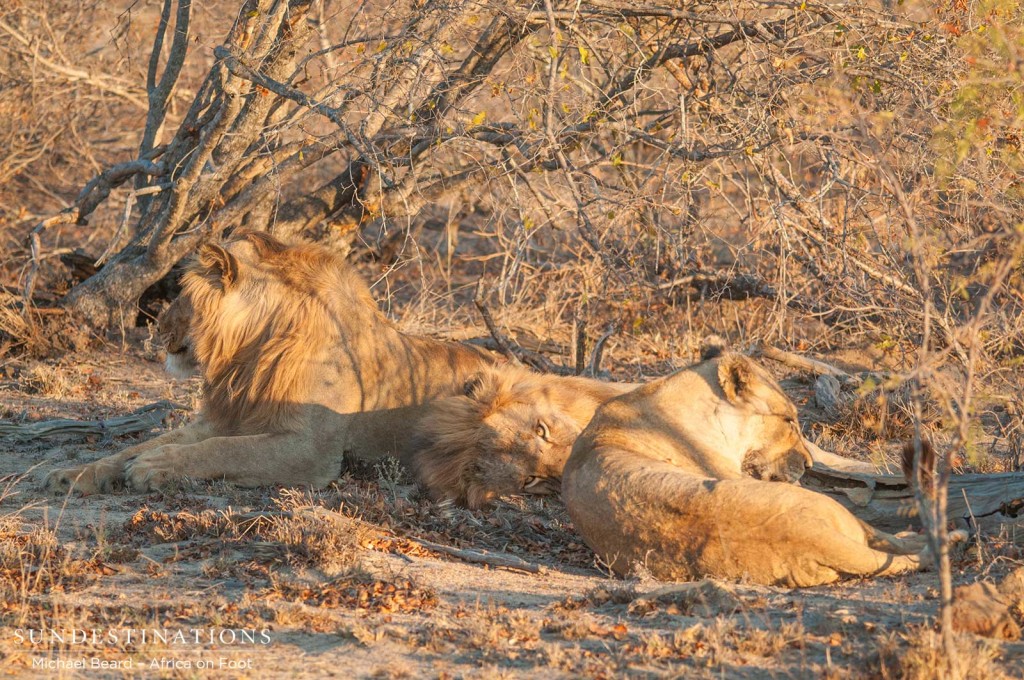 Both Mapoza males and a Ross Breakaway lioness relax in the sun