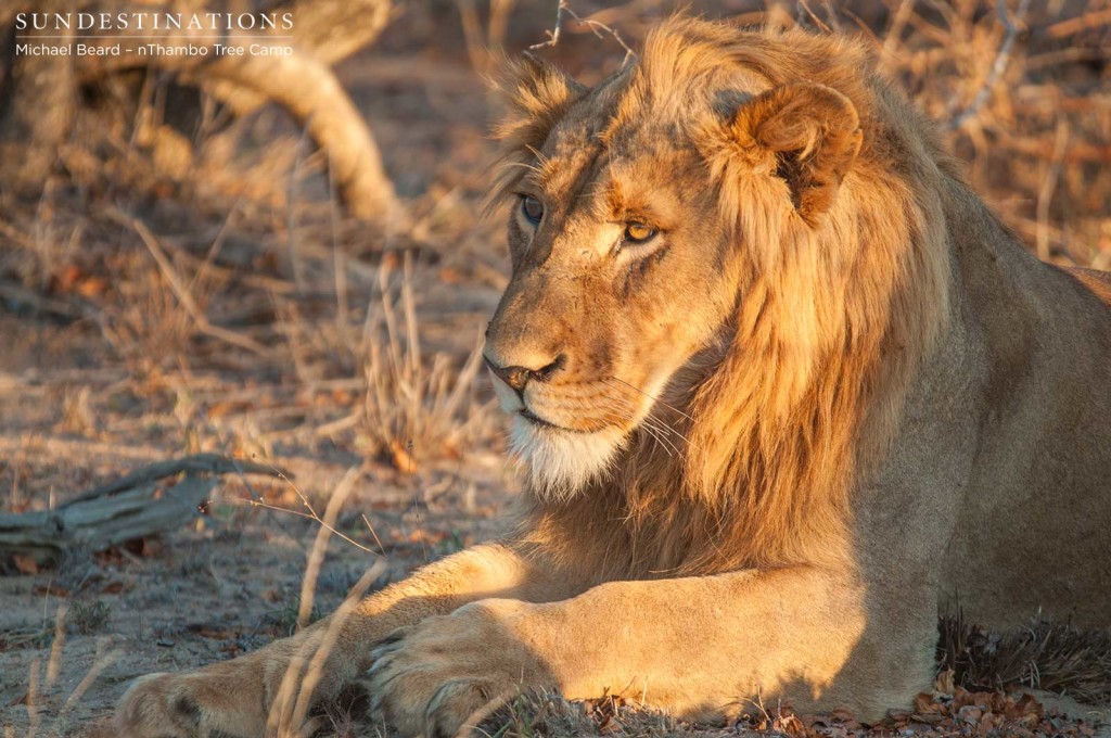 The younger Mapoza male relaxing into his life in the 'spotlight'