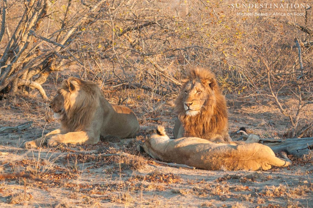 Both Mapoza males seen in one photo frame