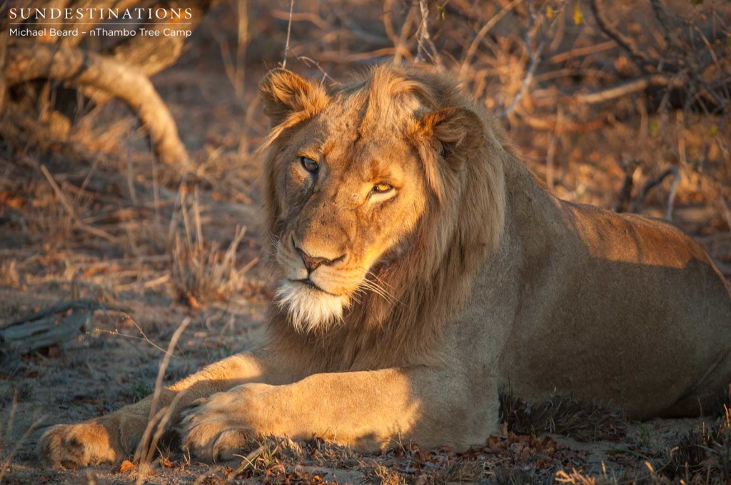 The growing Mapoza male who seems to have one blind eye