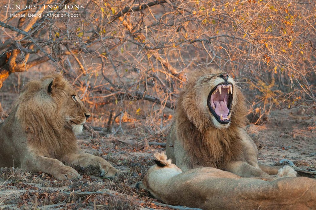 Confidence is certainly growing among the Mapoza males