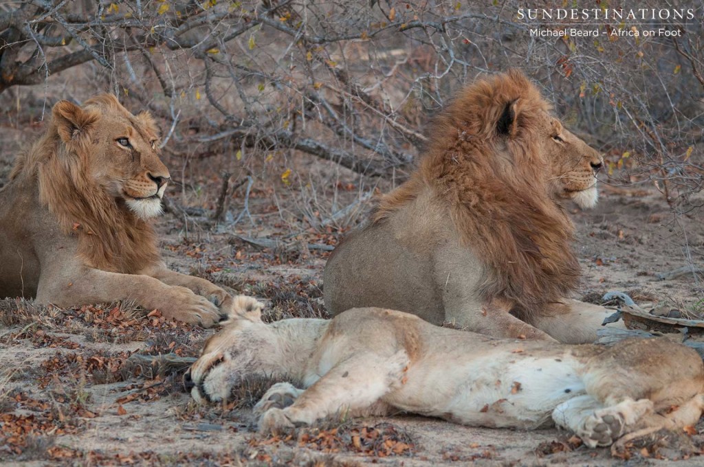 One lioness spotted with the Mapozas while the second one keeps her distance from the males
