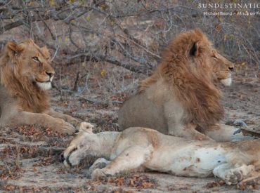 The two Mapoza male lions who strutted onto the property a few months ago have increased their their confidence tenfold. The pair came, saw, and appear to have conquered, this part of the Klaserie. We questioned whether these males could would be a match for the Trilogy, but it seems the Trilogy males were the ones to lay […]