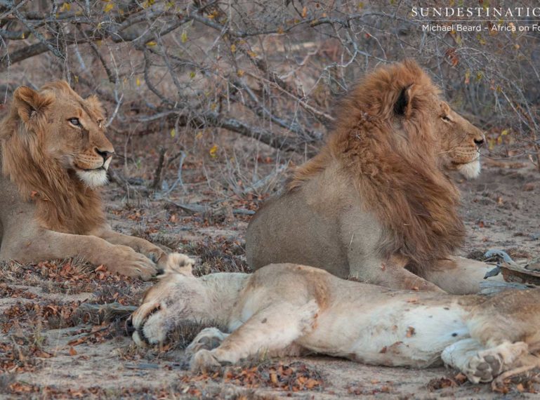 Rare Photos of Both Mapoza Male Lions