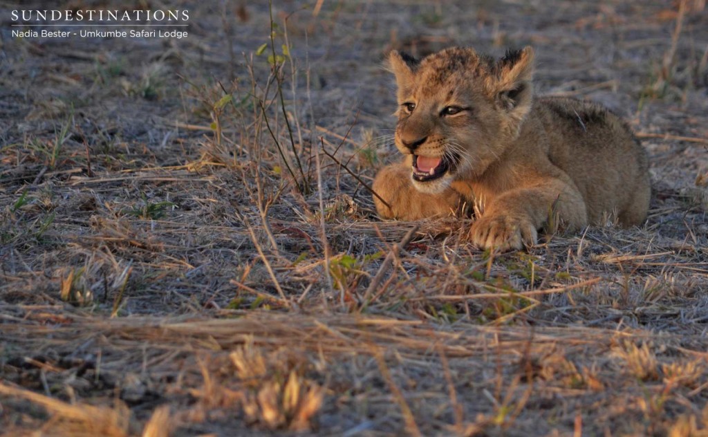 One of the 6 week old cubs, newest arrivals in the Southern Pride