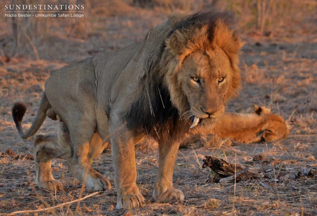 Charleston male lion, now famous for his dislodged canine