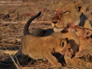 The newest additions to the Southern Pride/Charleston union are these two 6-week old cubs, and guests at Umkumbe Safari Lodge have just enjoyed their most uninterrupted sighting of them at a recent buffalo kill on the traverse. The Southern Pride lionesses, including Floppy Ear – the cubs’ mother, were joined by one of the Charleston […]
