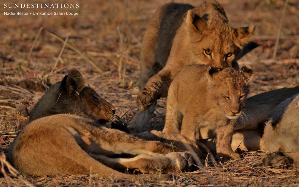 Siblings playing together at kill site