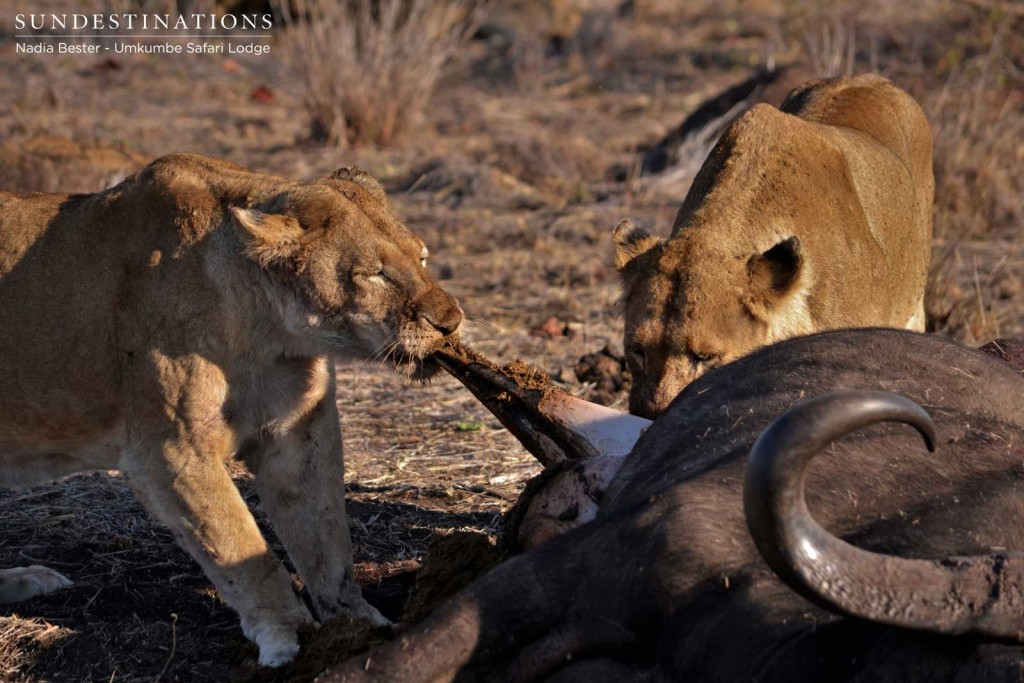 Southern Pride lionesses on buffalo kill