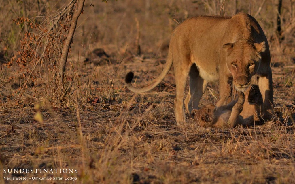 Floppy Ear of the Southern Pride with one of her youngest cubs (6 weeks)