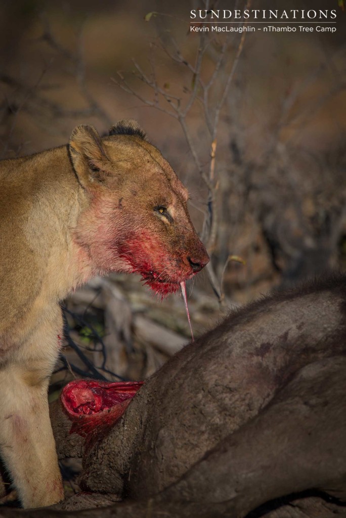 Breakaway lioness enjoying the buffalo