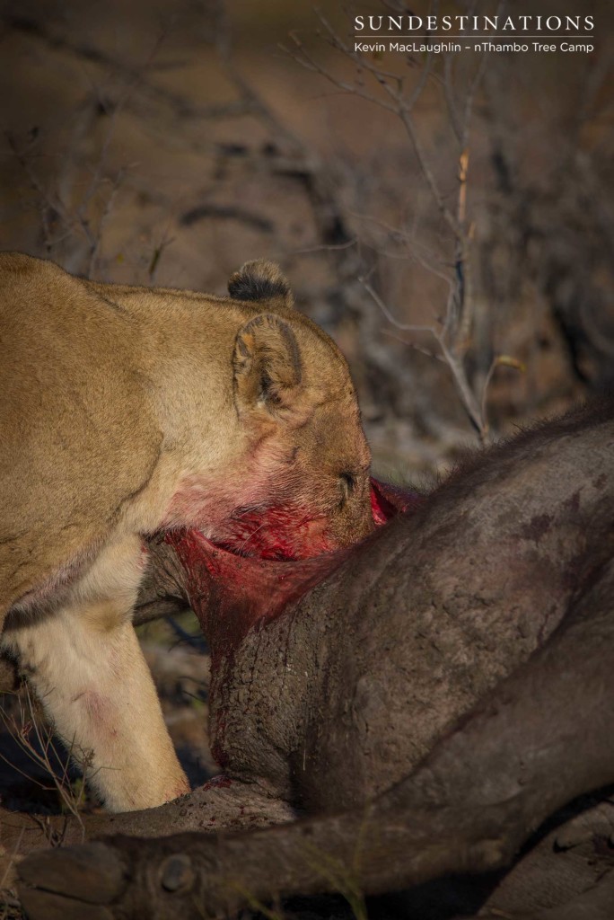 Ross Breakaway lioness gorging herself on buffalo carcass
