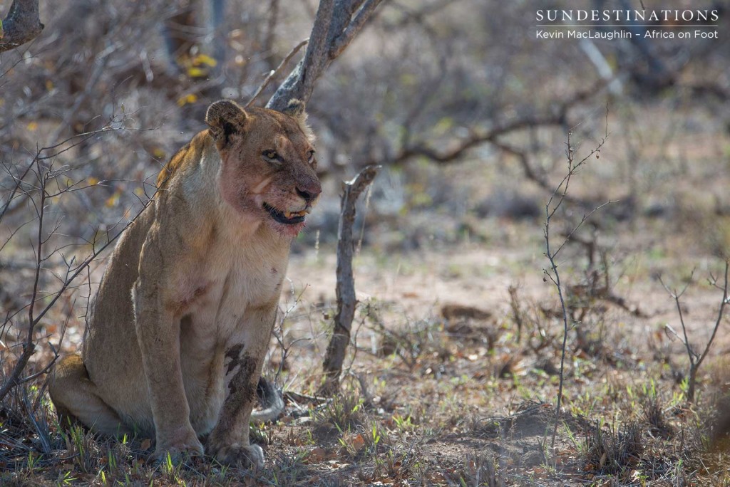 Ross Breakaway lioness at the buffalo kill before leaving it to the vultures