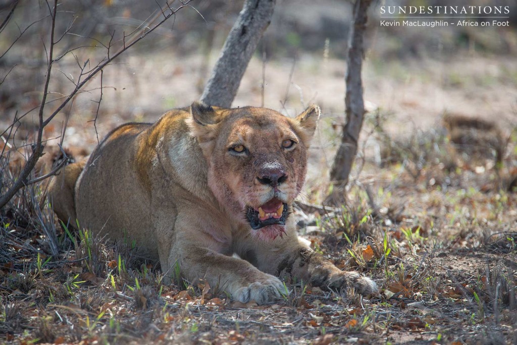 Ross lioness rests after feasting on buffalo kill near the Africa on Foot treehouse