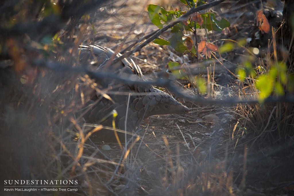 Pangolin seen out in the wild in Klaserie