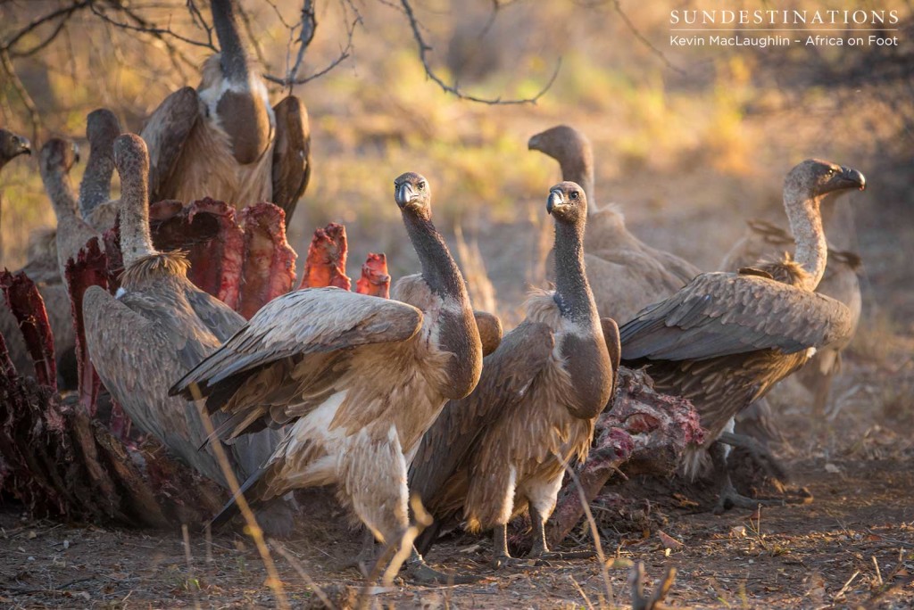 Vultures tucking in to the buffalo carcass