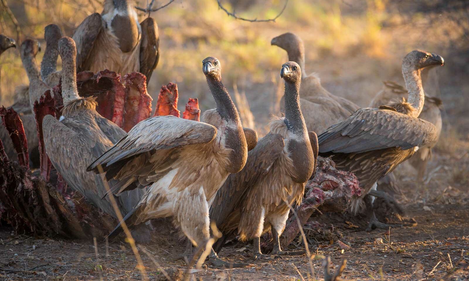 Vultures tucking in to the buffalo carcass