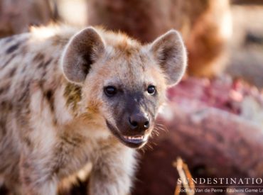 The spotted hyena has a bad reputation in the bushveld for stealing leopard kills and putting pressure on lions to abandon their kills. While certainly notorious for their thieving ways and scavenging antics; the hyena is also actually a rather successful hunter. When there’s a free meal available, it’s far easier to intercept the big […]