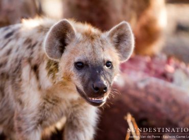 The spotted hyena has a bad reputation in the bushveld for stealing leopard kills and putting pressure on lions to abandon their kills. While certainly notorious for their thieving ways and scavenging antics; the hyena is also actually a rather successful hunter. When there’s a free meal available, it’s far easier to intercept the big […]