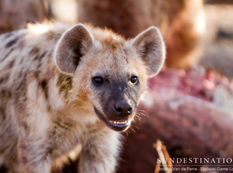 Ezulwini Hyenas Displace Lions from Zebra Kill