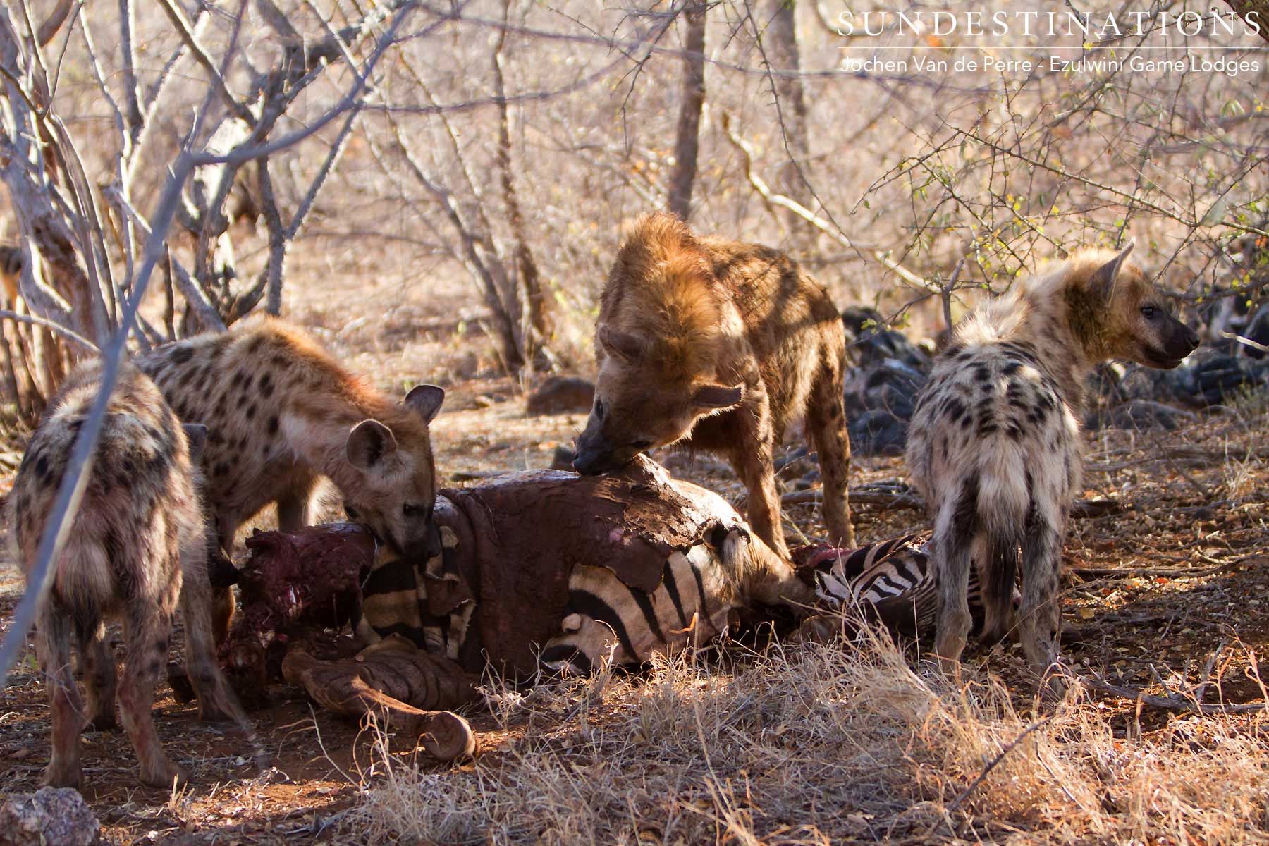 Hyenas Devour Zebra Carcass