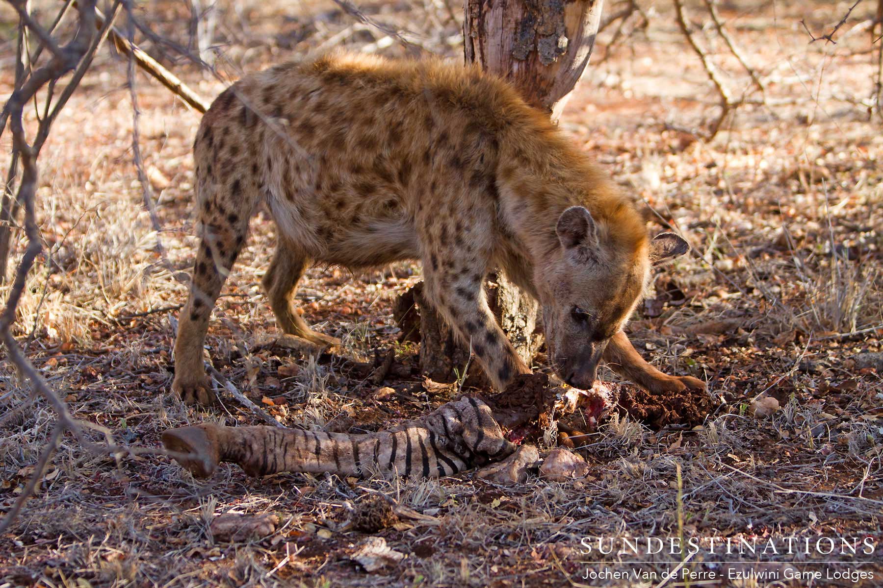 Hyena Scavenges Lion's Prey